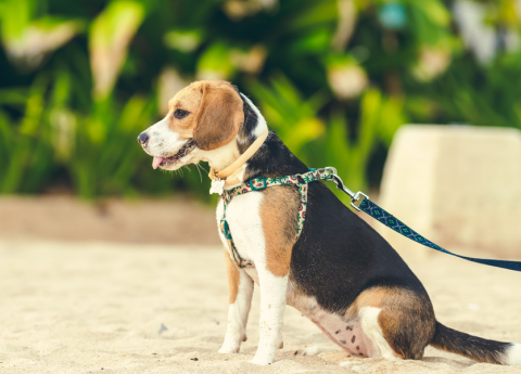 Passeggiata con il cane: esercizio fisico all’aria aperta con il proprio amico a quattro zampe