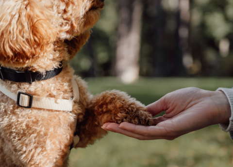 Pet Therapy a Villa delle Terme: un progetto di cura per donare serenità