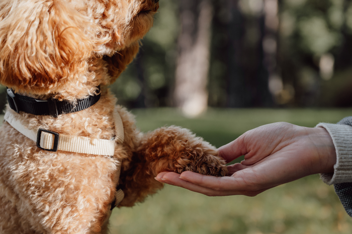 Pet Therapy a Villa delle Terme: un progetto di cura per donare serenità